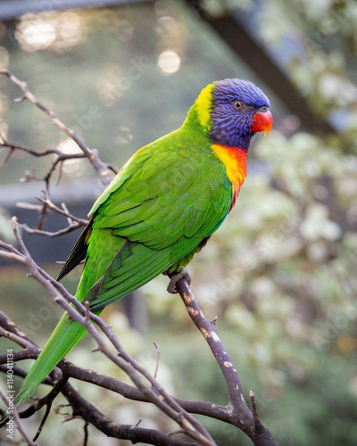 Colorful rainbow lorikeet perched on a branch, its brilliant blue head and vibrant green, yellow, and orange feathers beautifully displayed. photo