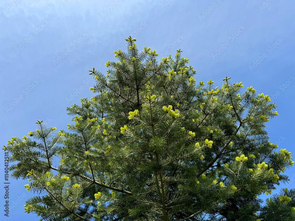 Fototapeta premium Fir tree against blue sky