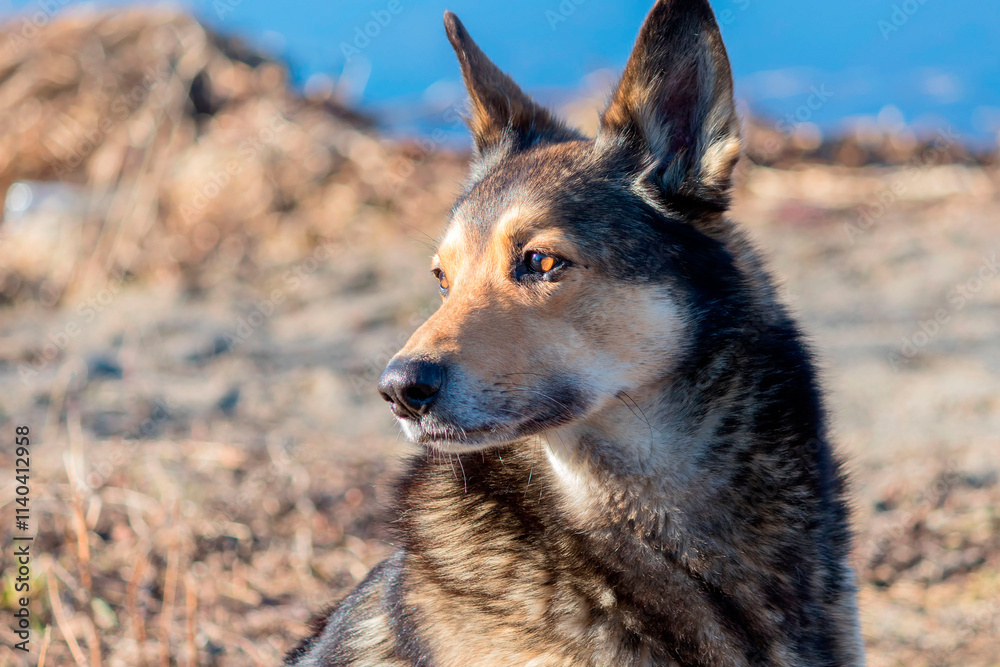 Portrait of an adult domestic street guard dog, no breed. Portrait of an adult domestic street guard dog, no breed.