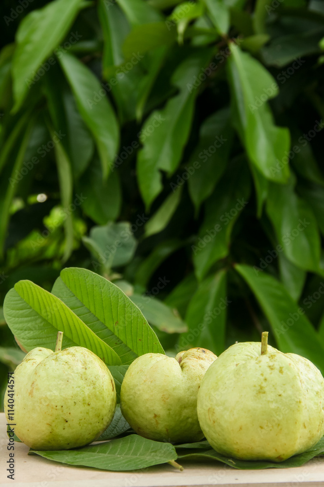Fototapeta premium Crystal guava or Psidium guajava, whole crystal guava arranged on a wooden table