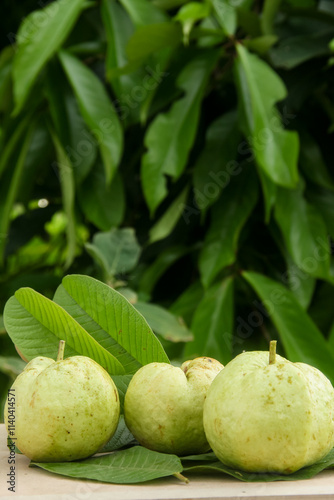 Crystal guava or Psidium guajava, whole crystal guava arranged on a wooden table