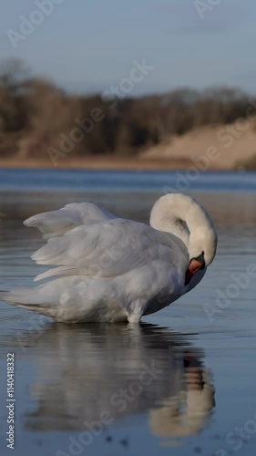 Mute swan cleaning it's feather on lake water and reflection on water