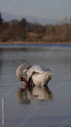 Mute swan cleaning it's feather on lake water and reflection on water