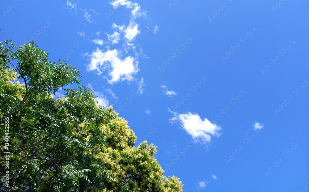 Obraz premium blue sky and sun, nature, blue sky and trees, landscape, tree in the sky