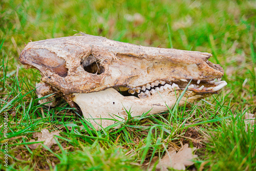 Animal Skull Resting on Lush Grass in a Natural Outdoor Setting