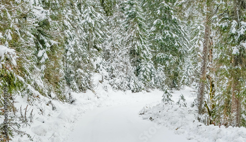 Wallpaper Mural Weg durch Winterlandschaft Wald  Torontodigital.ca