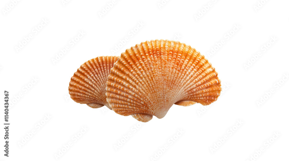 Seashell on white background Seashell on white background