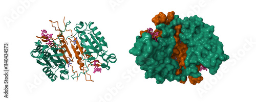 Caspase 8 bound to a covalent inhibitor (pink). 3D cartoon and molecular surface models, PDB 3kjn, chain id color scheme