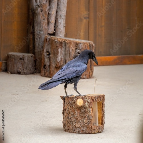 Stunning capture of a black raven perched on a rustic log, with detailed plumage and a contemplative gaze photo