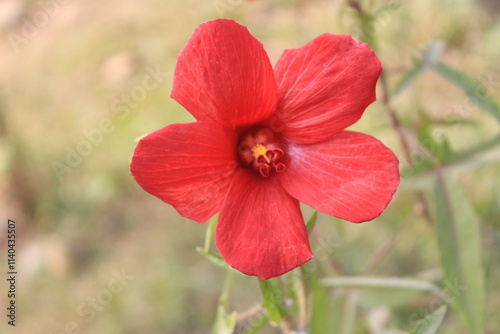 A close-up of Abelmoschus moschatus Muskseed flower photo