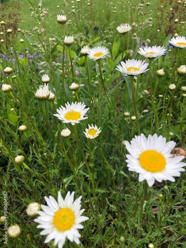 daisies in the grass