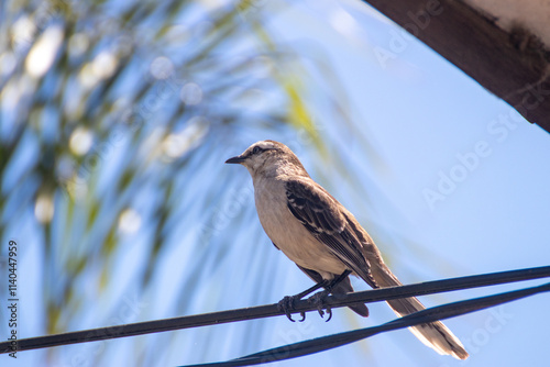Calandria en el cable photo