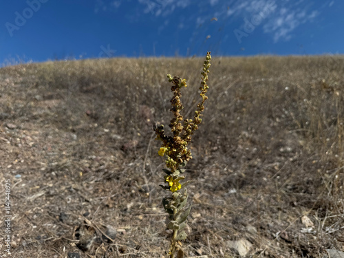 Tall Verbascum thapsus plants with bright yellow flower spikes blooming. Hairy mullein yellow flower. Close-up of yellow flowers of a mullein plant. The great mullein, greater mullein.
 photo