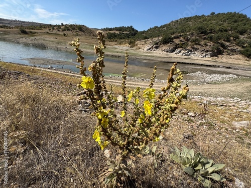 Tall Verbascum thapsus plants with bright yellow flower spikes blooming. Hairy mullein yellow flower. Close-up of yellow flowers of a mullein plant. The great mullein, greater mullein.
 photo