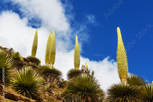 Puya photo