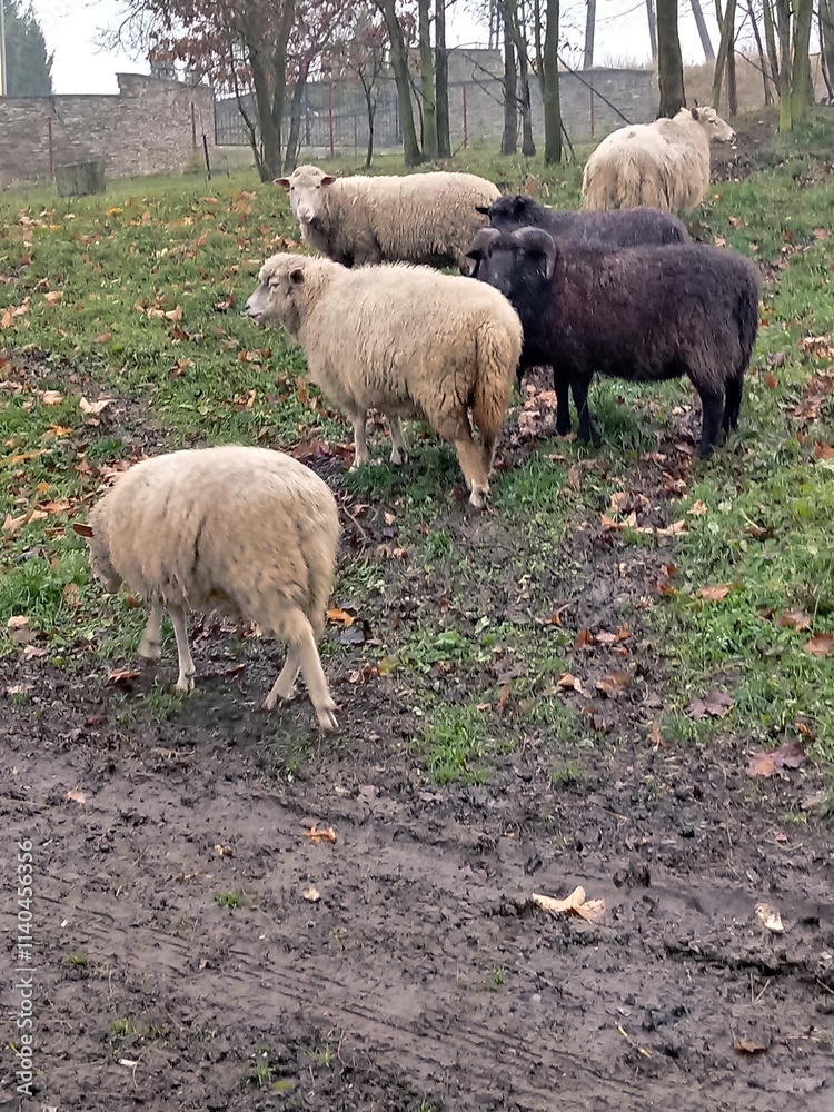 Fototapeta premium sheep in the field