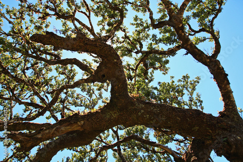 alter Lorbeerbaum auf Fanal, Madeira