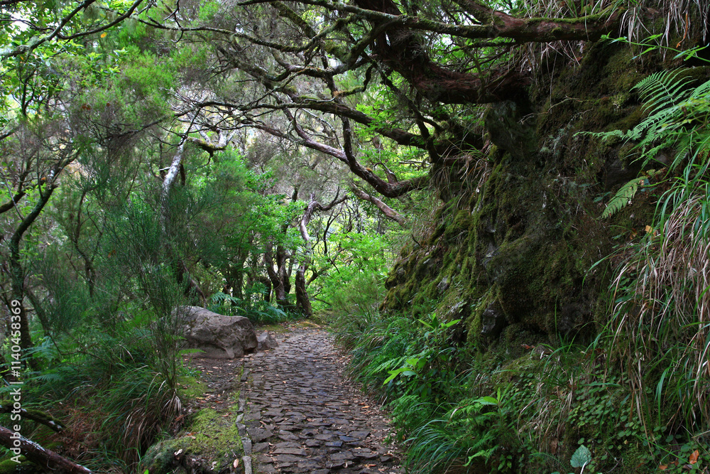 Obraz premium Wanderweg entlang einer Levada durch den ursprünglichenNebelwald in Madeira 