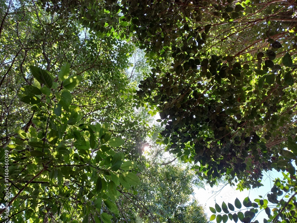 Fototapeta premium blue sky and sun, nature, blue sky and trees, landscape, tree in the sky