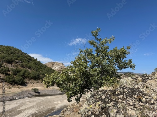 Quercus gambelii tree has green leaves and acorns on a mountain top. Gambel oak in the rocks and a stream flowing in the background. Scrub oak, oak brush, and white oak. Close-up.
 photo