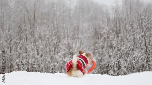 Dog playing with orange ring in park. Wirehaired Jack Russell Terrier jumping for toy. Pet in red New Year sweater against winter trees background. Cold snowy winter weather. Christmas concept
