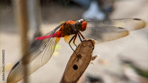 Photography Close up or macro photo of a dragonfly (Capung) or suborder Anisoptera in a garden