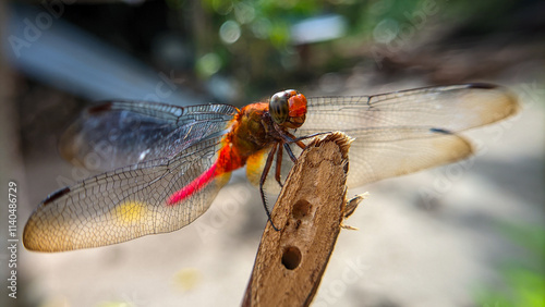 Photography Close up or macro photo of a dragonfly (Capung) or suborder Anisoptera in a garden