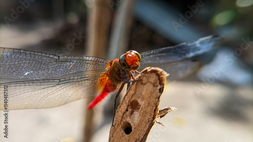 Photography Close up or macro photo of a dragonfly (Capung) or suborder Anisoptera in a garden