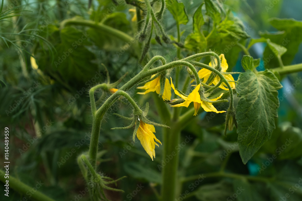 Vibrant Yellow Tomato Flowers in Garden – Close-Up of Blossoming Tomato Plant with Green Leaves for gardening themes, organic farming, or showcasing natural vegetable growth and blossoms Vibrant Yellow Tomato Flowers in Garden – Close-Up of Blossoming Tomato Plant with Green Leaves for gardening themes, organic farming, or showcasing natural vegetable growth and blossoms