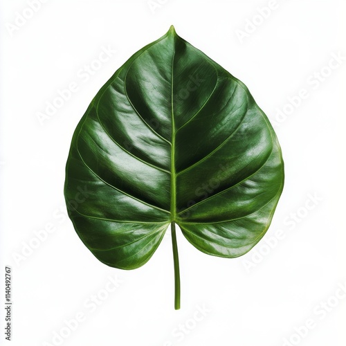 Large green monstera leaf against white background showcasing its unique shap...