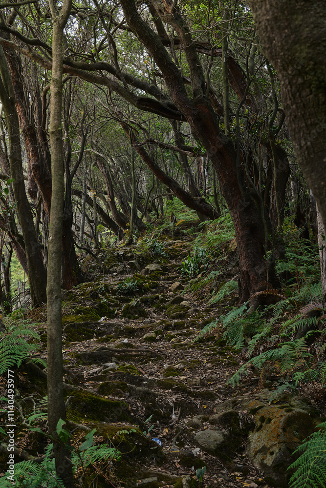 Enchanted Forest Path Through Twisting Trees Enchanted Forest Path Through Twisting Trees