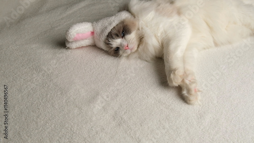 Wallpaper Mural White cat with bunny ears. Torontodigital.ca