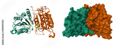 Caspase-7 in complex with DICA allosteric inhibitor (yellow). 3D cartoon and molecular surface models, PDB 1shj, chain id color scheme photo