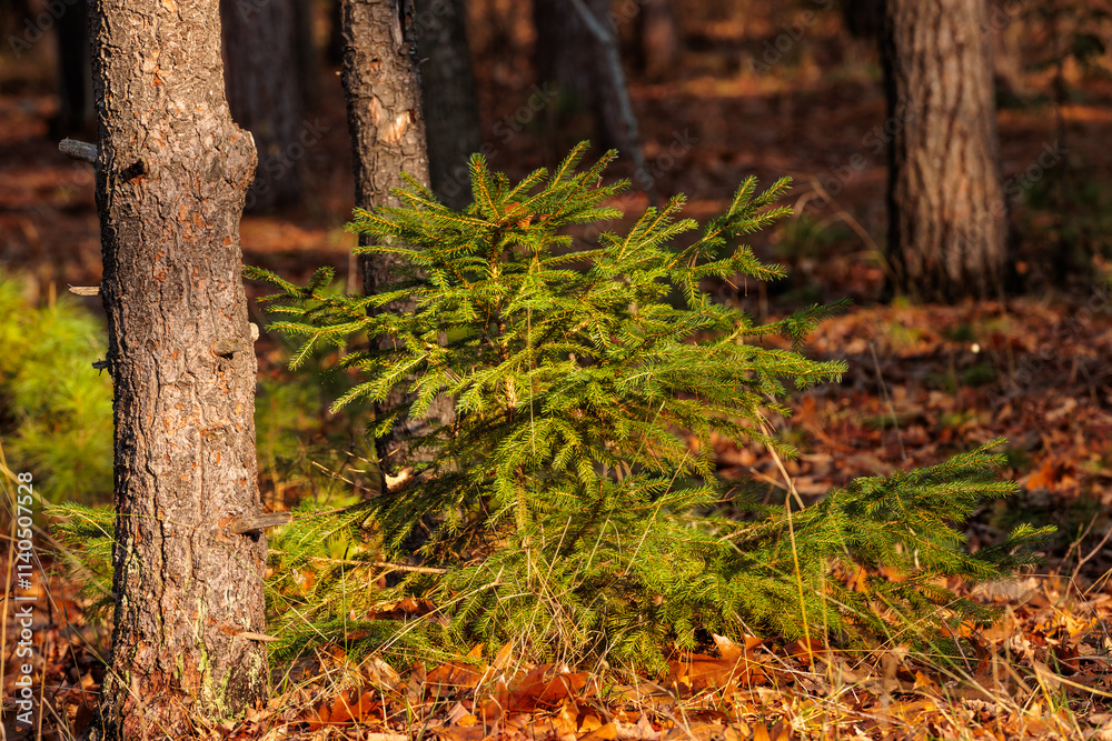 A small spruce tree, lit by the morning sunshine of December, located in Peninsula State Park, Fish Creek, Wisconsin A small spruce tree, lit by the morning sunshine of December, located in Peninsula State Park, Fish Creek, Wisconsin