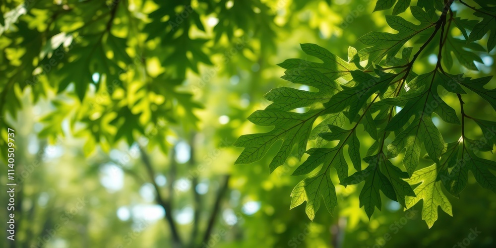 Lush green foliage illuminated by sunlight, vibrant leaves showcasing intricate vein patterns, creating a tranquil nature scene Lush green foliage illuminated by sunlight, vibrant leaves showcasing intricate vein patterns, creating a tranquil nature scene