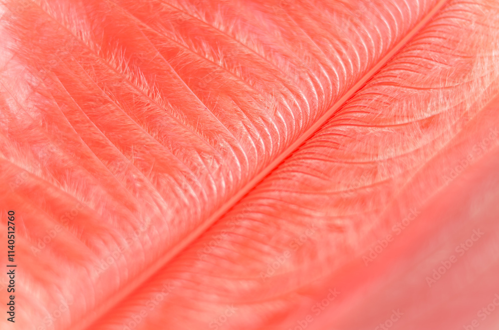 Close-up studio photography view of a soft red ostrich feather and quill