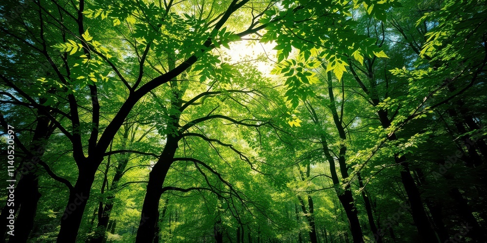 Fototapeta premium Sunlight filtering through a lush canopy of vibrant green leaves in a dense forest