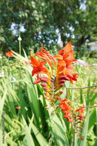 Close up of a red crocosmia lucifer flower blooming in the summer photo