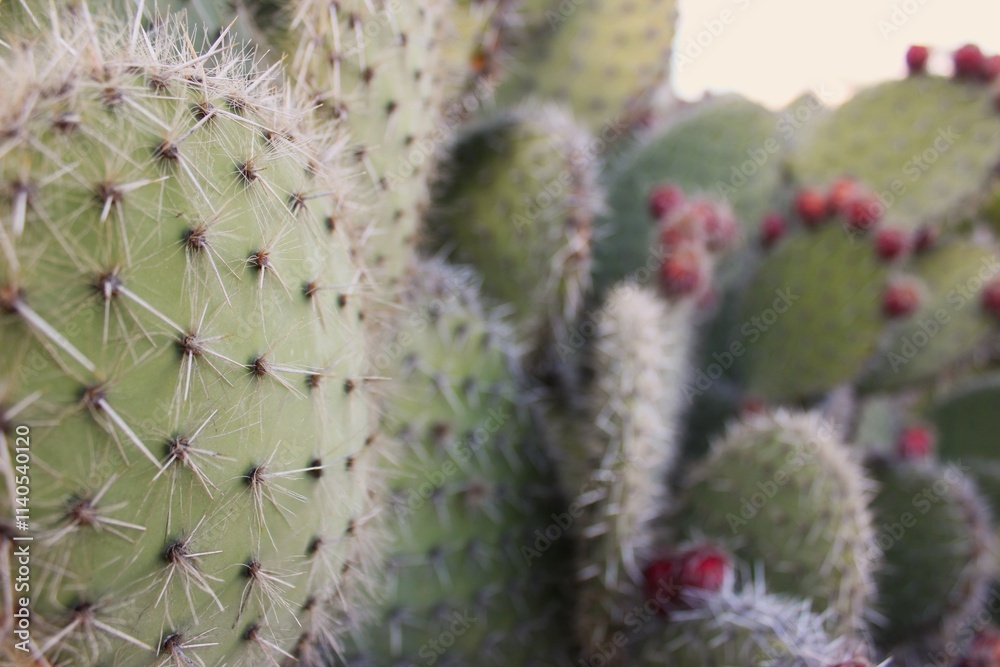 round cacti with fruits on the top round cacti with fruits on the top