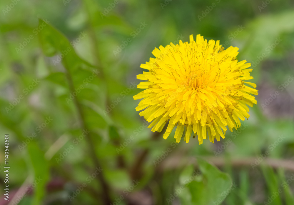 wild plants and medicinal flowers. dandelion photos. wild plants and medicinal flowers. dandelion photos.