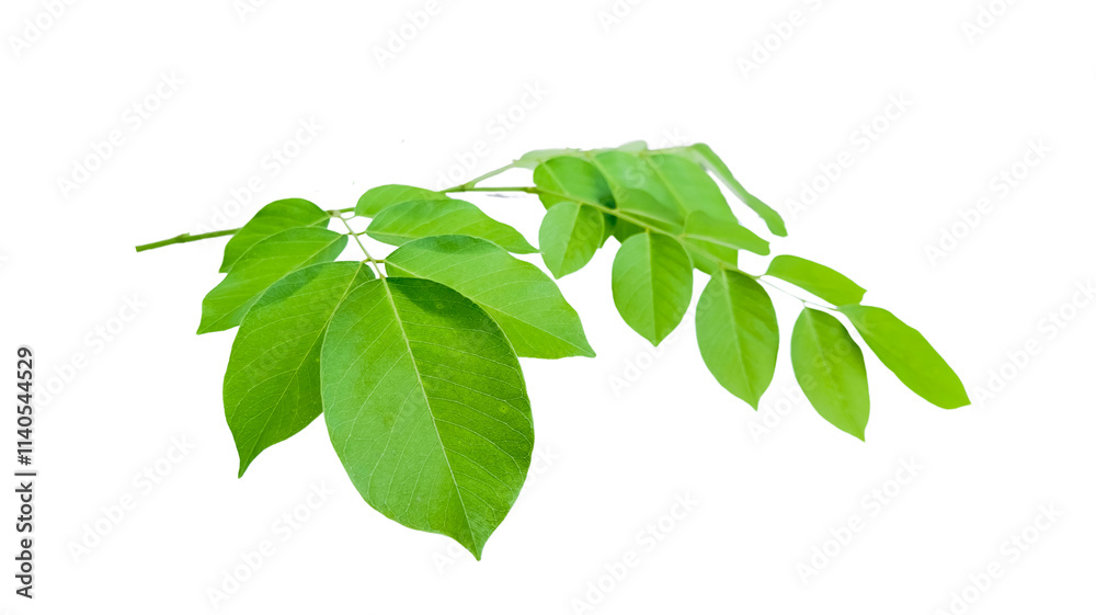 Obraz premium Cut out Pterocarpus Macrocarpus or Burma padauk leaves with clipping paths on white background
