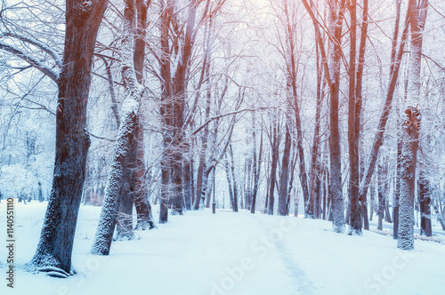 Winter landscape - snowy trees in winter park in early morning. Winter landscape with spreading trees along the snowy winter park alley