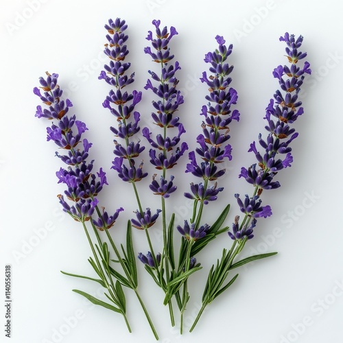 Fresh lavender sprigs arranged artistically on a light background showcasing ...