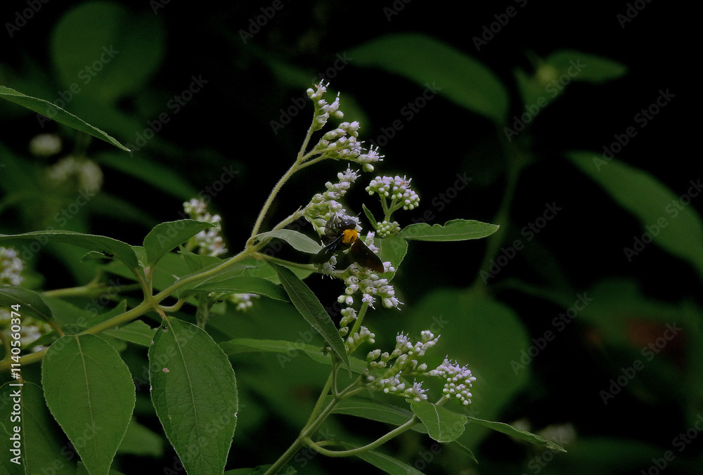 Fototapeta premium bee on a flower