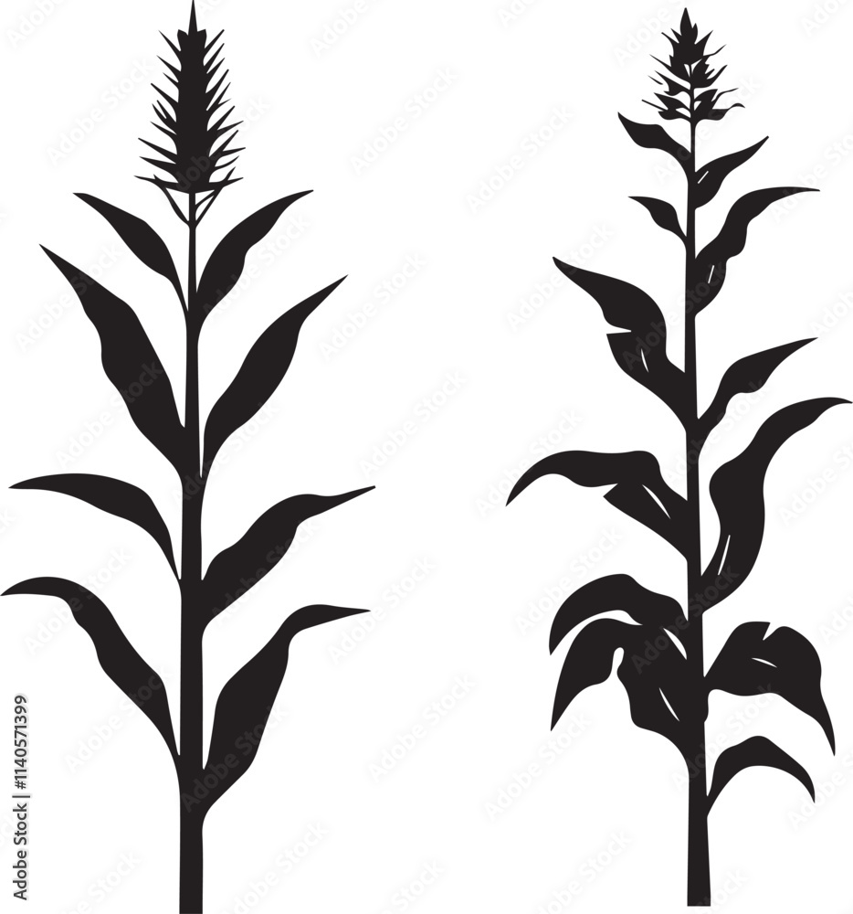 Naklejka premium Silhouette of corn stalk with ears of corn leave