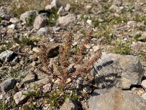 Koenigia polystachya on a mountaintop in autumn. A flowering plant in the knotgrass family. Himalayan or cultivated knotgrass, Polygonum polystachyum, Aconogonon polystachyum and Persicaria wallichii. photo