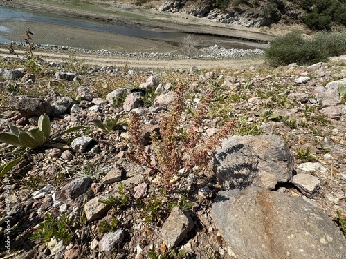 Koenigia polystachya on a mountaintop in autumn. A flowering plant in the knotgrass family. Himalayan or cultivated knotgrass, Polygonum polystachyum, Aconogonon polystachyum and Persicaria wallichii. photo