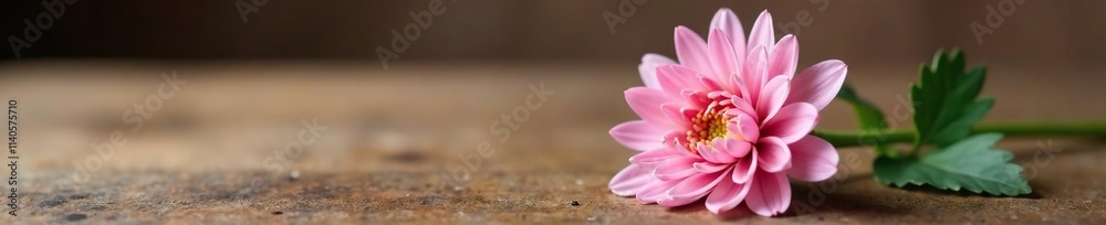 Fototapeta premium A single stem of pink chrysanthemum on a wooden table, elegant simplicity, decor, pink
