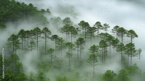 Dense green forest covered in mist creates a serene atmosphere at dawn