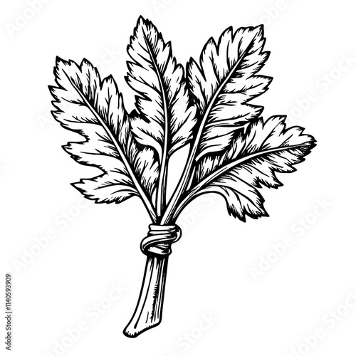 Vintage black and white sketch of parsley bunch, spring freshness